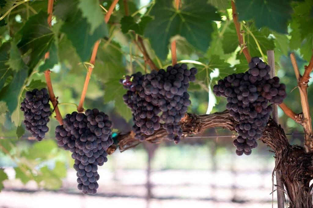 Cabernet Cottage Cottonwood Exterior foto